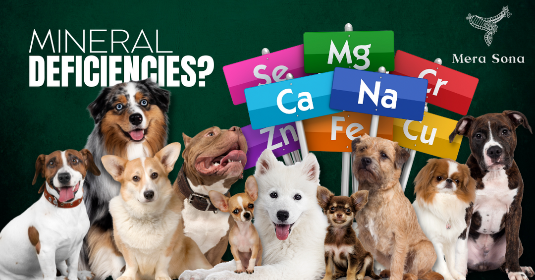 Unveiling Nutritional Gaps: Common Mineral Deficiencies in Dogs