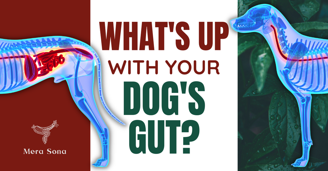Unraveling the Mystery: Understanding Why Dogs Experience Digestive Issues