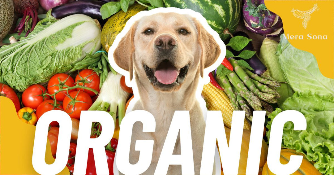 Organic Foods and Ingredients: Nurturing Your Canine Companion's Health