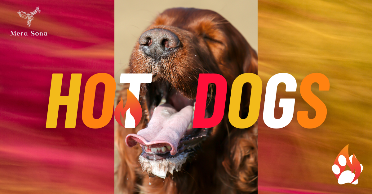 Recognizing the Symptoms of Heat Exhaustion in Dogs: A Vital Guide for Pet Owners